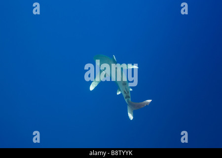 Oceanic Whitetip Shark Carcharhinus longimanus Elphinestone Reef Red Sea Egypt Stock Photo