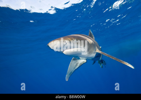 Oceanic Whitetip Shark Carcharhinus longimanus Elphinestone Reef Red Sea Egypt Stock Photo