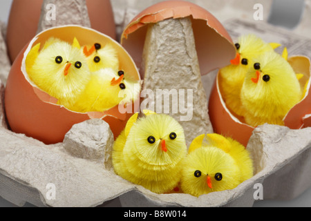 Easter chicks hatching out of shells in an egg box Stock Photo