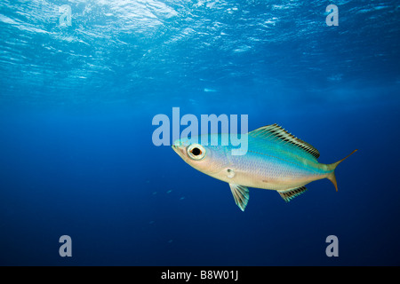 Fusilier in Blue Water Caesio lunaris Daedalus Reef Red Sea Egypt Stock Photo