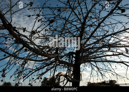 Through the branches of this dying tree the blue sky is seen Stock Photo