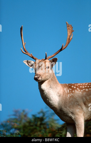 Fallow Deer (Cervus dama, Dama dama), portrait of buck Stock Photo