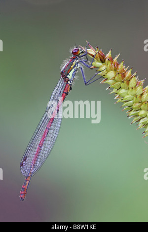 Large Red Damselfly (Pyrrhosoma nymphula), adult male resting on sedge Stock Photo