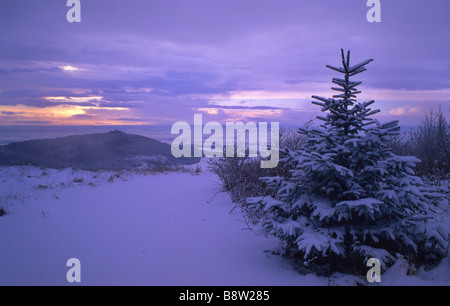 looking out from sutton bank by snow covered christmas tree on hood hill at sunset in wintertime north yorkshire moors uk Stock Photo