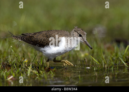 A young Common Sandpiper, Actitis hypoleucos, feeding on the shoreline of a Highland loch. Stock Photo