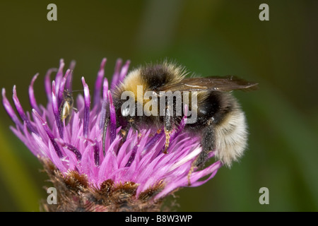 Gypsy Cuckoo bee, Bombus bohemicus Stock Photo