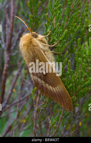 Northern Egger Moth, Lasiocampa quercus , resting on Heather, Calluna Vulgaris Stock Photo