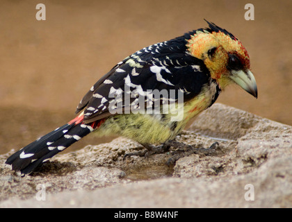 South African Crested Barbet Trachyphonus vaillantii in Kruger National Park South Africa Stock Photo