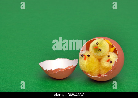 Three yellow toy easter chicks hatching out of an egg shell on a green background Stock Photo