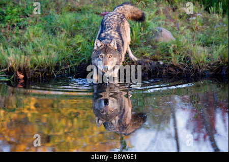Grey Wolf, Minnesota Stock Photo