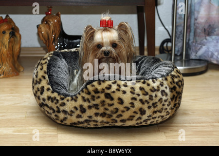 Yorkshire Terrier (Canis lupus f. familiaris), sits in the living room in its basket Stock Photo