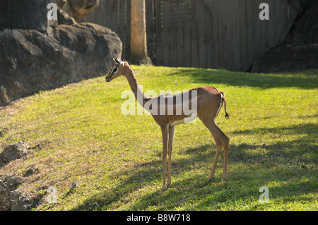 Gerenuk or Waller's gazelle. Stock Photo