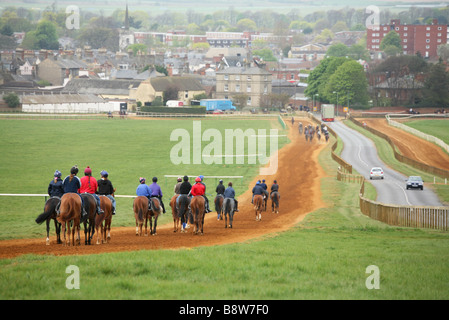 Racehorse Training at Newmarket in Suffolk England Stock Photo