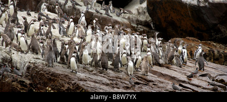 A Colony of Humboldt Penguins Spheniscus humboldti, and Inca Terns, Larosterna inca, San Lorenzo Island, Callao Islands, Lima Stock Photo