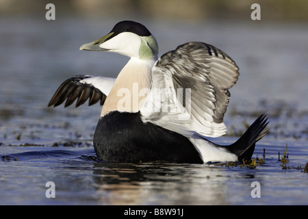 Common Eider (Somateria mollissima), adult male flapping wings, summer plumage Stock Photo