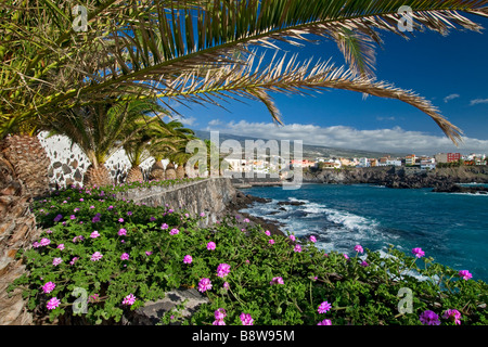 A picturesque floral palm tree lined sea wall in Alcala on the coast of Guía de Isora in southern Tenerife Canary Islands Spain Stock Photo