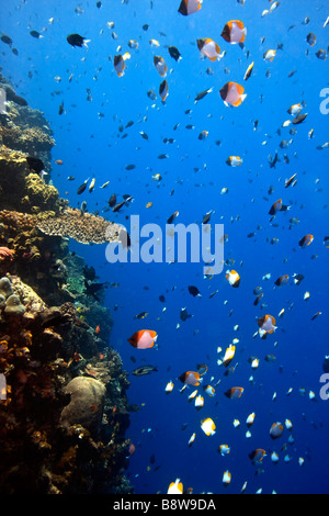 Coral reefs off the island of Bunaken in North Sulawesi Indonesia Stock Photo