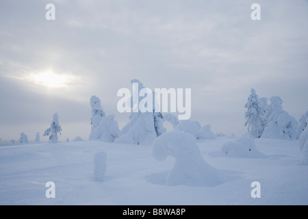 Snow laden trees Stock Photo