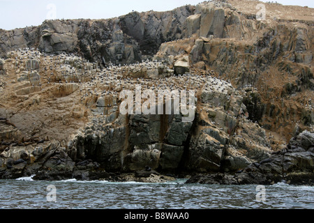 South American Sealions, Otaria flavescens and Peruvian Boobies, Sula variegata, Palomino Island, Callao Islands, Lima, Peru Stock Photo