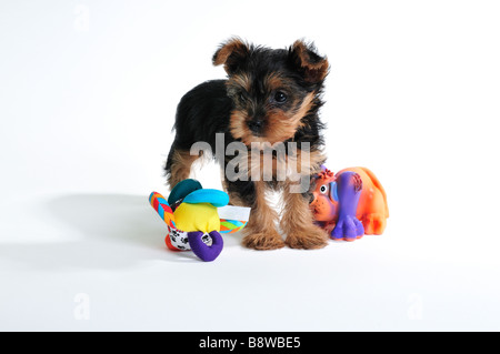 A 7 week old Yorkshire Terrier puppy, Canis lupus familiaris, with two squeaky toys, isolated on white. Stock Photo