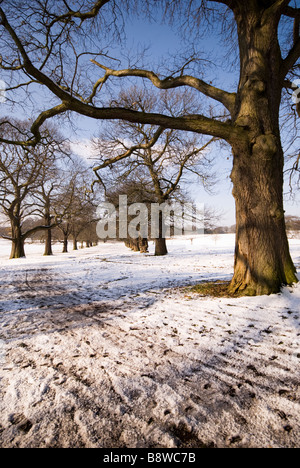 Trees in the field against the blue sky with clouds Stock Photo - Alamy
