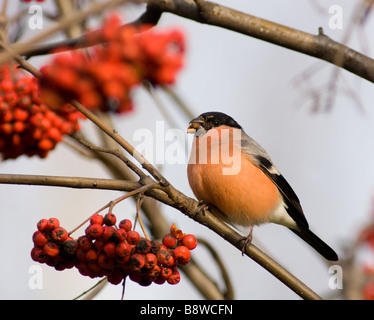 The Bullfinch Pyrrhula pyrrhula Linnaeus 1758 is mountain ash berries The male sits on a branch Stock Photo