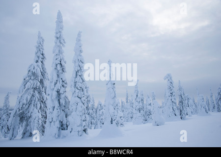 Snow laden trees Stock Photo