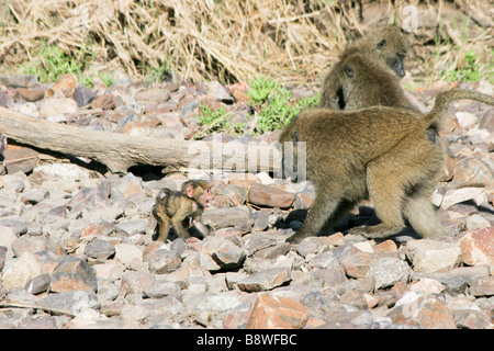 Africa Tanzania Serengeti National Park Olive Baboon Papio anubis also called the Anubis Baboon Mother interacting with young Stock Photo