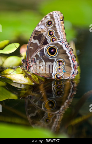 A Blue Morpho butterfly in the Pacific Science Center's Tropical Butterfly House. Stock Photo