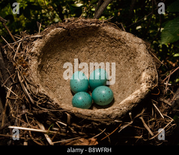 Four eggs in a nest of a song thrush Colour of eggs as for Easter Stock Photo