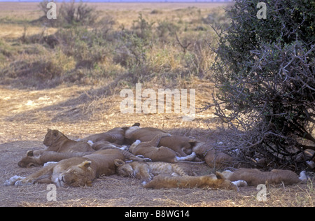 Lion pride resting in the shade of a bush Masai Mara National Reserve Kenya East Africa Stock Photo