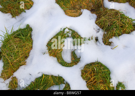 Melting snow revealing clumps of grass Stock Photo