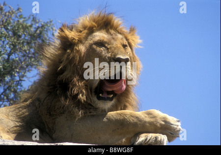 Close up of young male lion with newly grown mane and curling pink tongue as he  yawning Serengeti National Park Tanzania Stock Photo