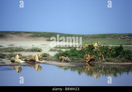 Four lionesses and seven small cubs playing near a pool in Serengeti National Park Tanzania East Africa Stock Photo