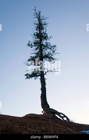 Venerable tree along the Queens Garden Trail in Bryce Amphitheater in Bryce Canyon National Park Utah Stock Photo