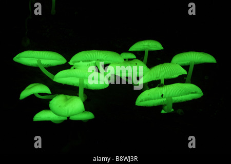 A group of naturally luminous mushrooms from an Australian rainforest Stock Photo