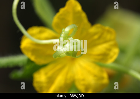 A tendril and flower from a Zucchini vine Stock Photo