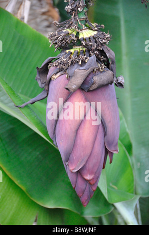 Banana Plant - Musaceae Stock Photo