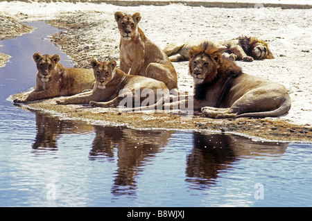 Three lionesses and two mature male lions relaxing by a pool amongst the salt pans in Ngorongoro Crater Tanzania East Africa Stock Photo