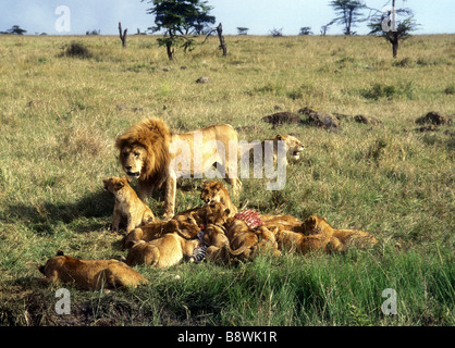 Lion pride on a kill Mature male with fine mane stands over a group of sixteen cubs who are eating the carcass of a Common Zebra Stock Photo