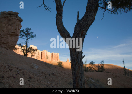 Venerable tree along the Queens Garden Trail in Bryce Amphitheater in Bryce Canyon National Park Utah Stock Photo