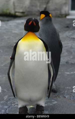 King Penguin Stock Photo