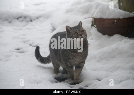 British Shorthair Silver Tabby cat walking in the snow Stock Photo