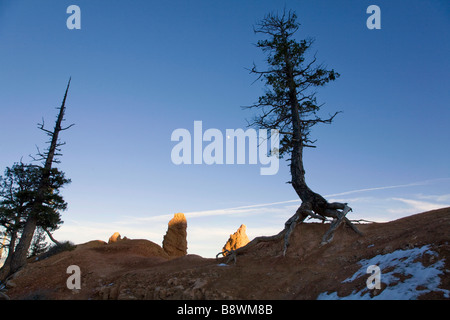 Venerable tree along the Queens Garden Trail in Bryce Amphitheater in Bryce Canyon National Park Utah Stock Photo