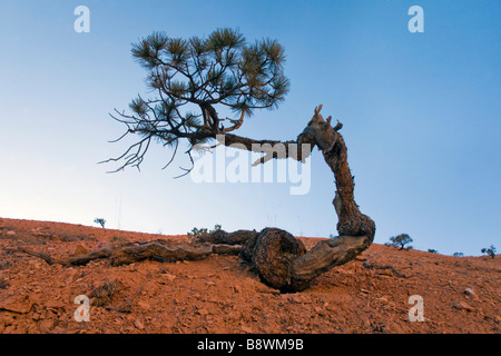 Venerable tree along the Queens Garden Trail in Bryce Amphitheater in Bryce Canyon National Park Utah Stock Photo