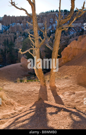 Venerable tree along the Queens Garden Trail in Bryce Amphitheater in Bryce Canyon National Park Utah Stock Photo