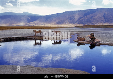 Three lionesses and two mature male lions relaxing by a pool amongst the salt pans in Ngorongoro Crater Tanzania East Africa Stock Photo