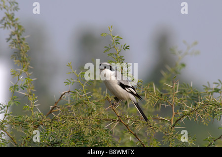Southern Grey Shrike Lanius meridionalis sitting in the thorn bush Rajasthan, India Stock Photo