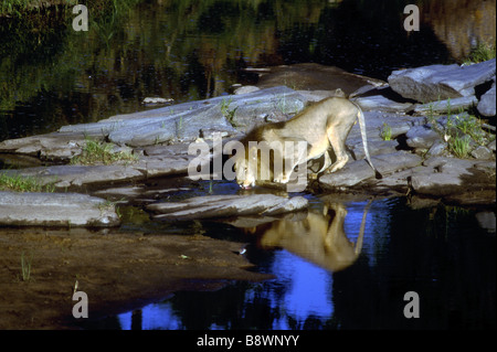 Mature male lion with fine dark mane drinking at the Talek River Masai Mara National Reserve Kenya East Africa Stock Photo