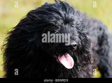 A Portuguese water dog photographed at the Ria Formosa Natural Park in Olhão, Algarve, southern Portugal. Stock Photo